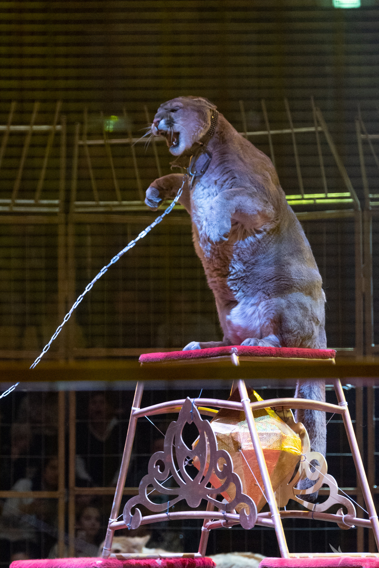 Новогодняя цирковая сказка «Морозко». Репортажный фотограф в Казани Павел Серпокрылов