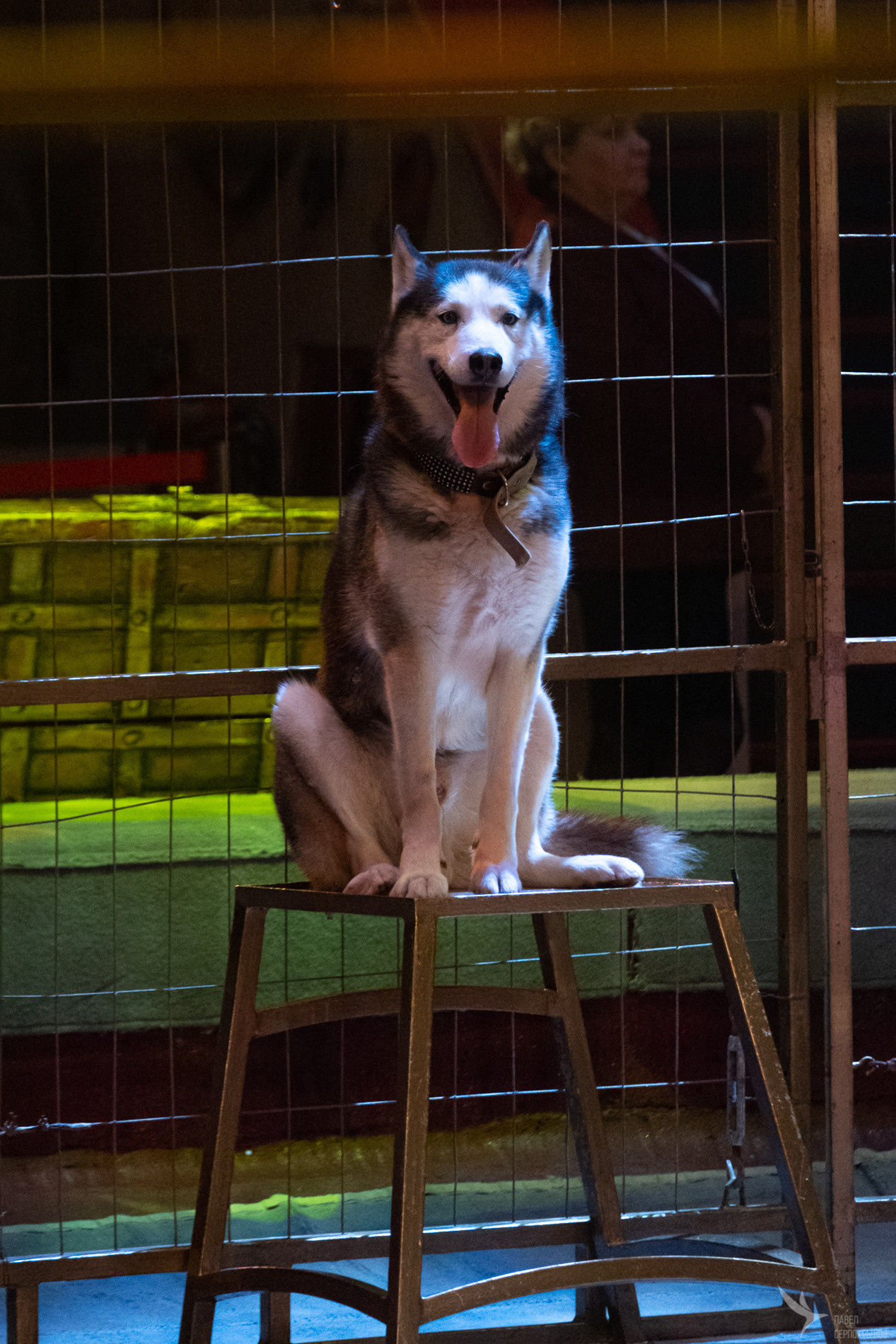 Новогодняя цирковая сказка «Морозко». Репортажный фотограф в Казани Павел Серпокрылов