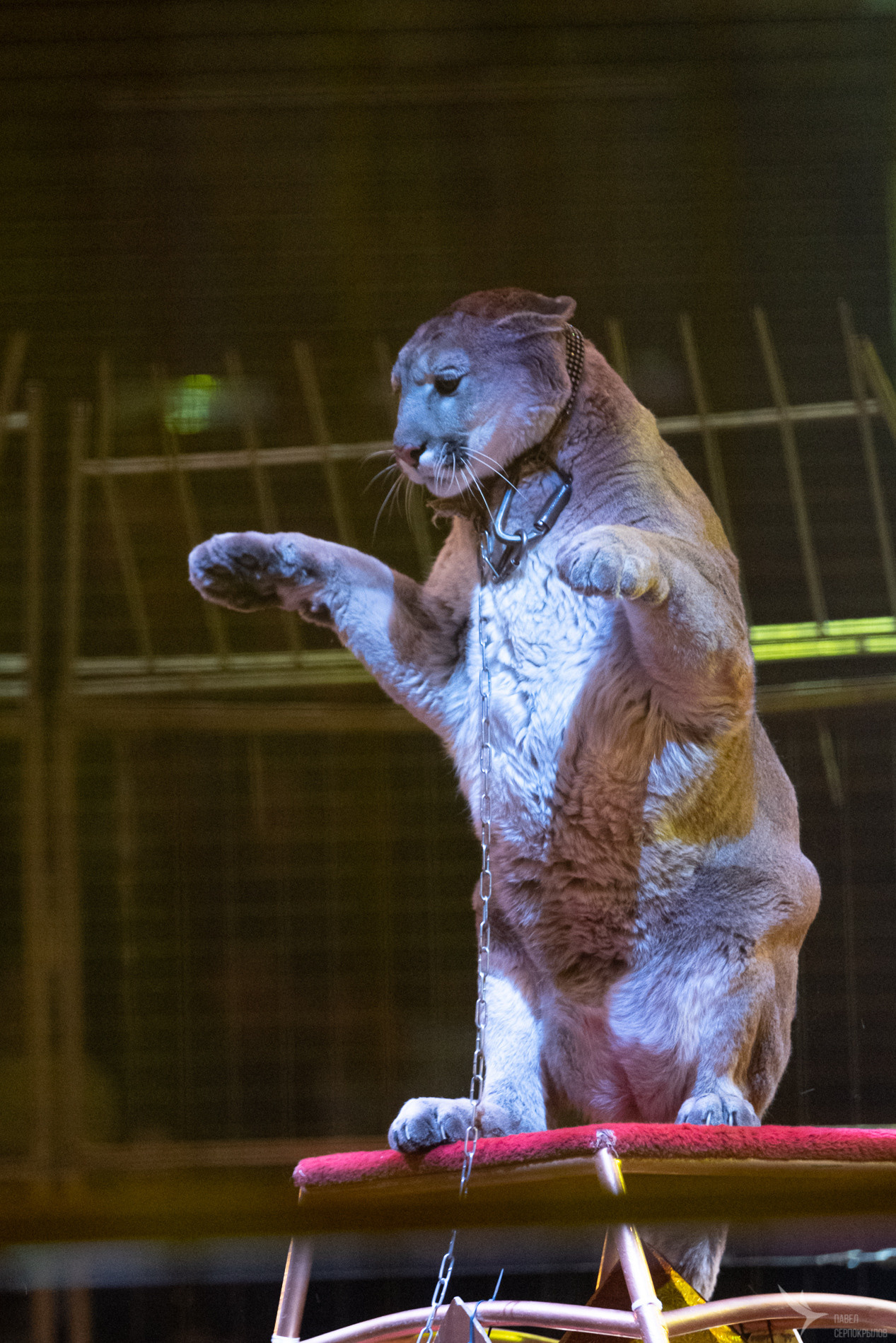Новогодняя цирковая сказка «Морозко». Репортажный фотограф в Казани Павел Серпокрылов