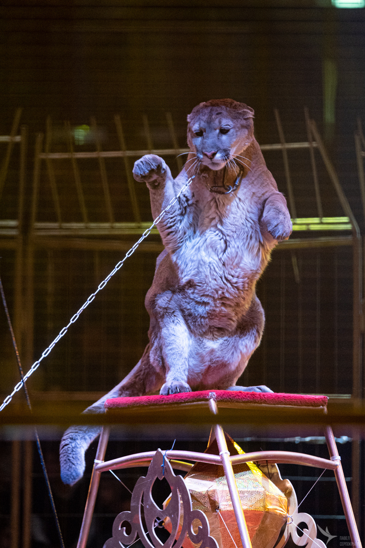 Новогодняя цирковая сказка «Морозко». Репортажный фотограф в Казани Павел Серпокрылов