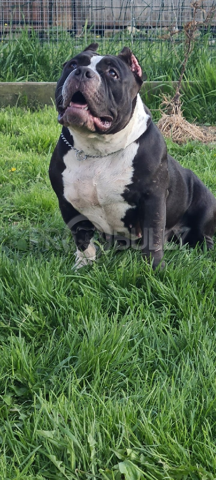 вязка булли в Адыгее 