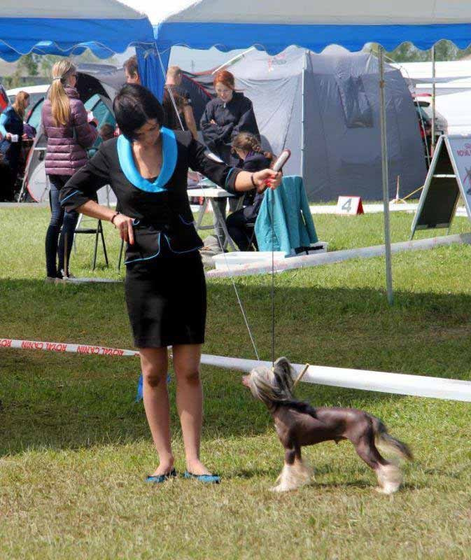 Нерону (Zlato Dinastii Neron) — 14 лет. Поздравляем тебя, наш знаменитый папа!. Питомник китайских хохлатых собак Poale Ell: купить щенка