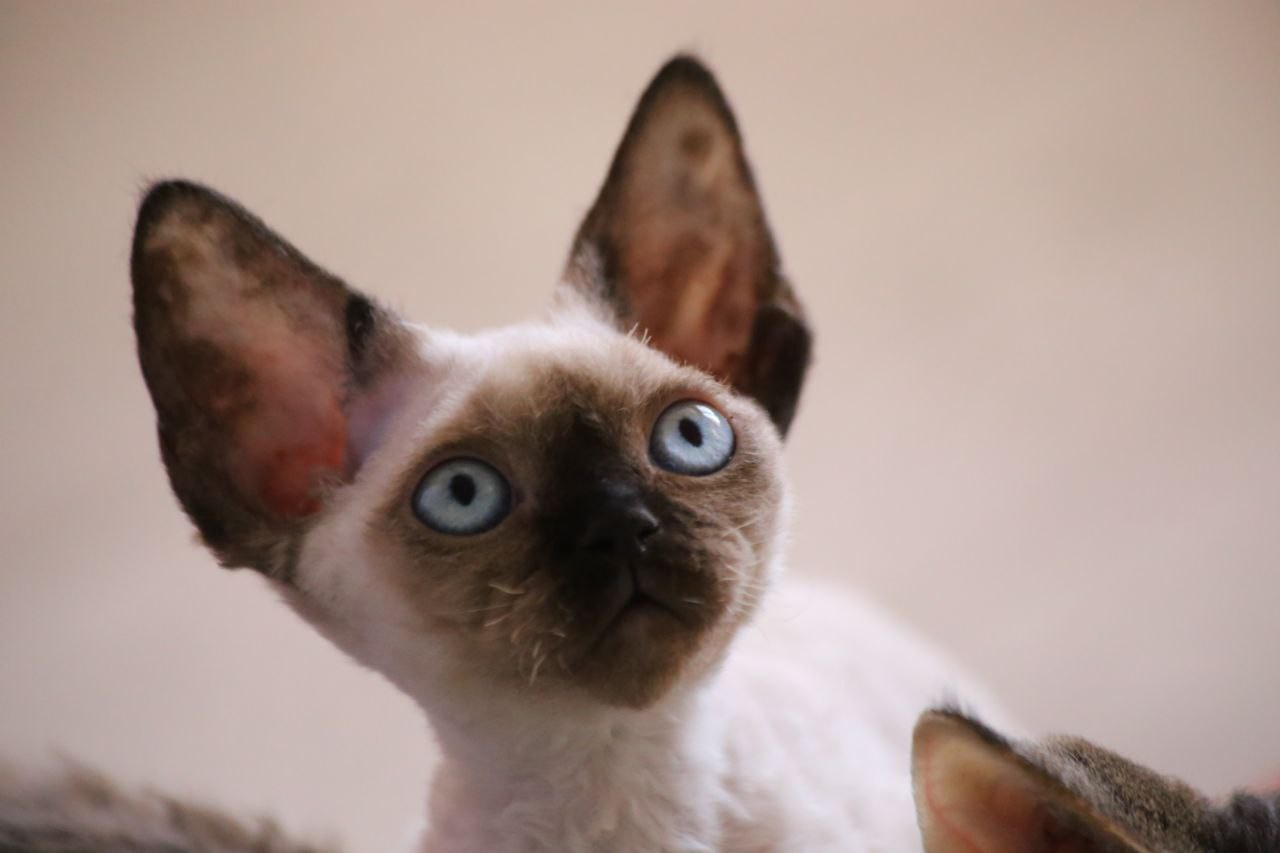 💜DRX n 33 кошка Nevskiy Favorite  Janipurr д/р 15.11.25. Nevskiy Favorite — питомник девон-рексов в Санкт-Петербурге. Здоровые, ласковые и редкие котята