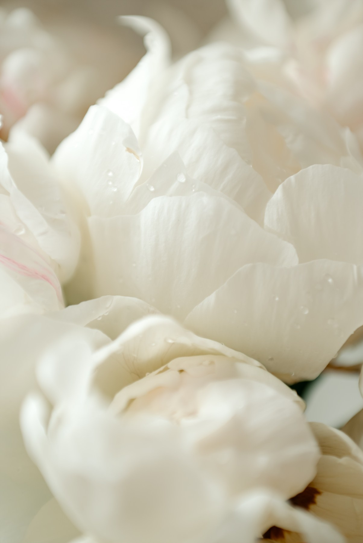 Утро невесты. Свадебный и сеейный фотограф в Санкт-Петербурге Елена Худякова