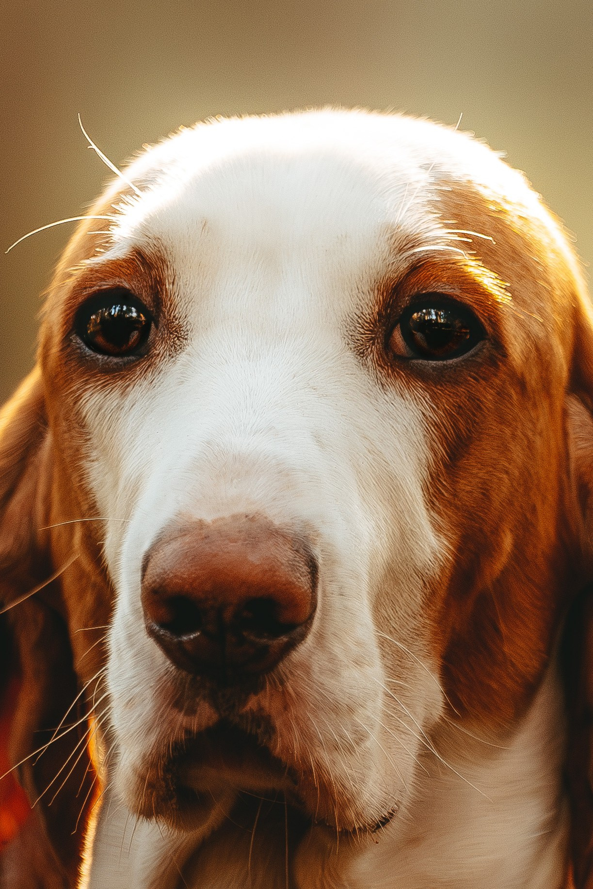 Ольга, Рора и Румпель. Фотограф анималист в Спб недорого Олеся Майорова