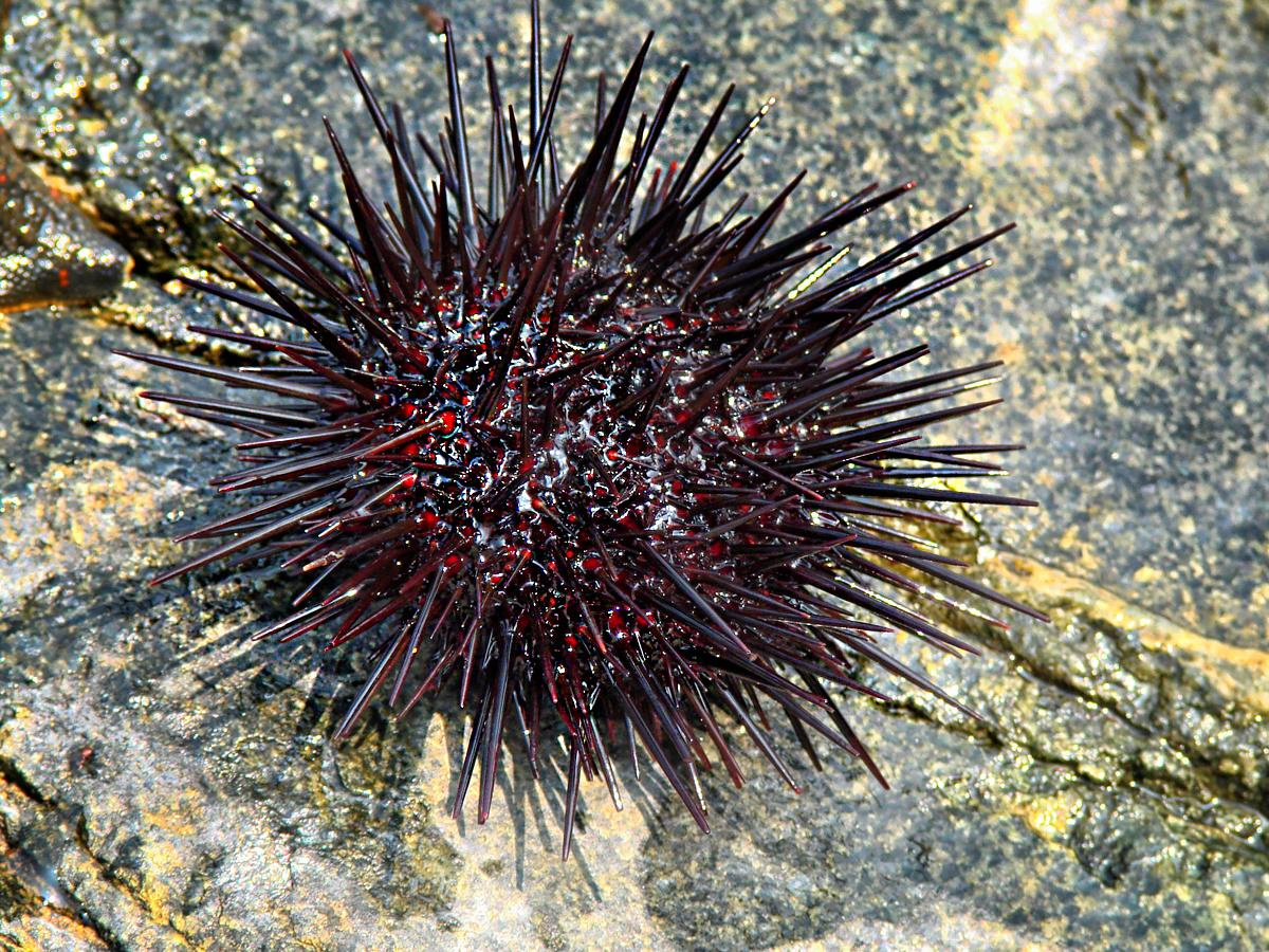 Репортаж. Фотограф в Санкт Петербурге Viktory_Get