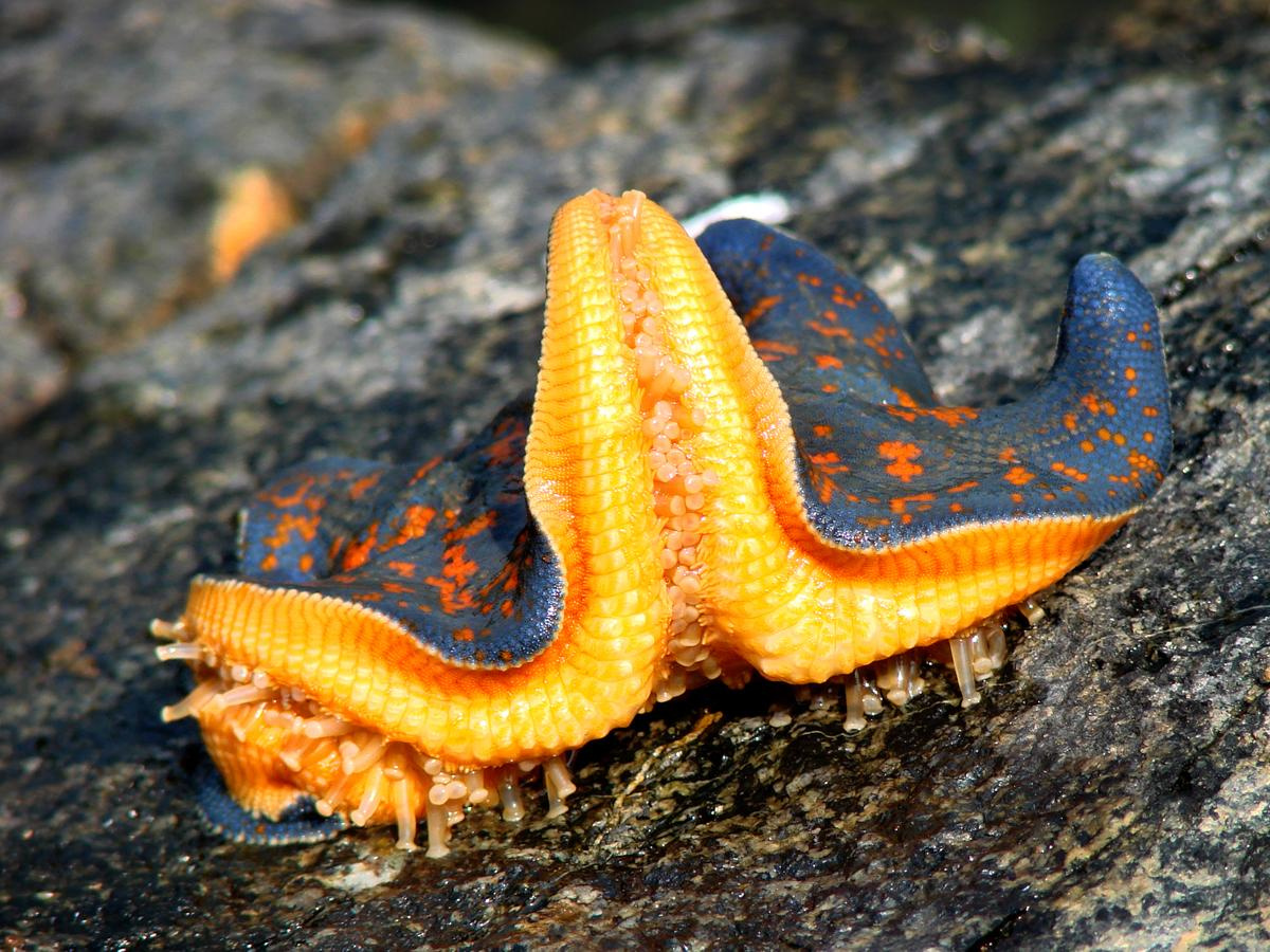 Репортаж. Фотограф в Санкт Петербурге Viktory_Get