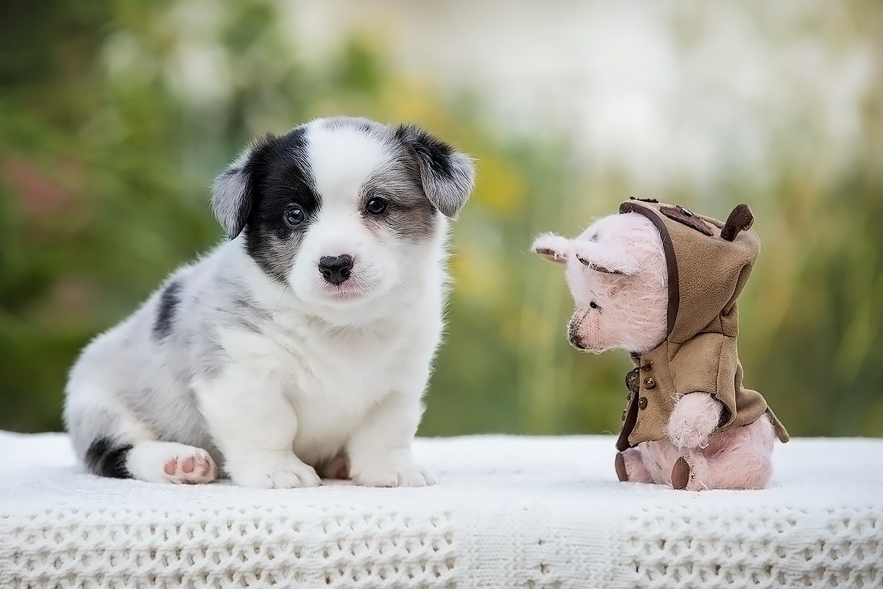 СЪЁМКА ЩЕНКОВ. Фотограф — анималист в Туле Юлия Лето