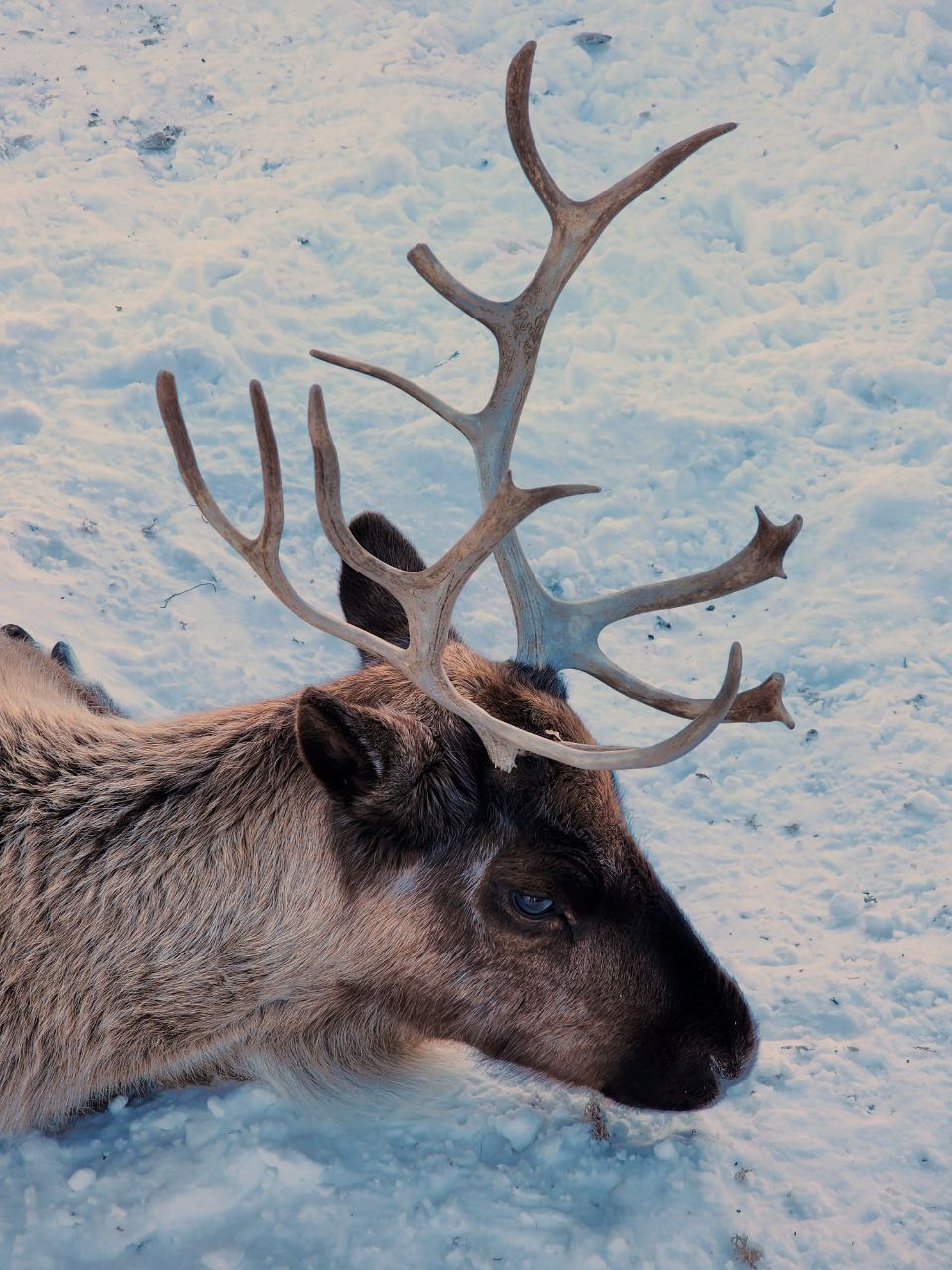 Фототур к северным оленям и саамам. 5–9 марта