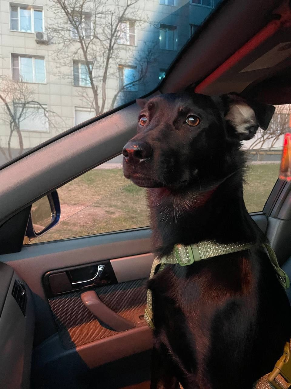 Уже дома. Забери домой друга