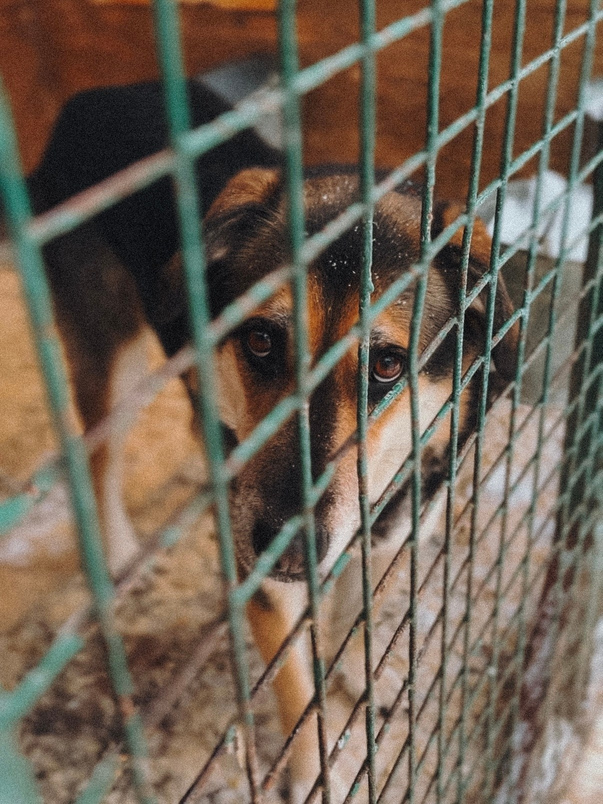 Ищут дом. Забери домой друга