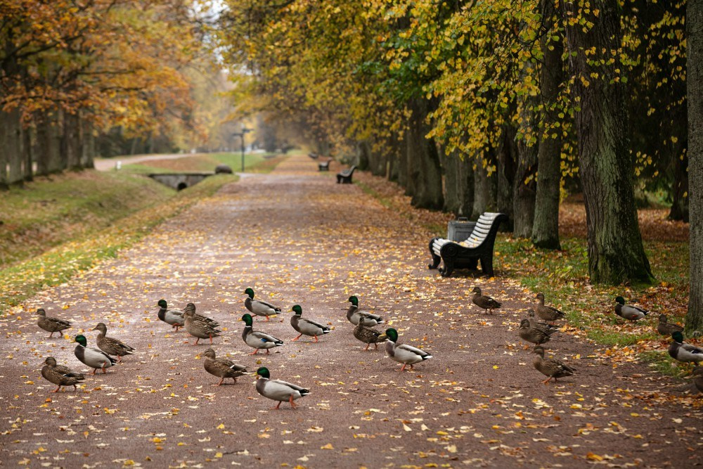 Локации в Петергофе