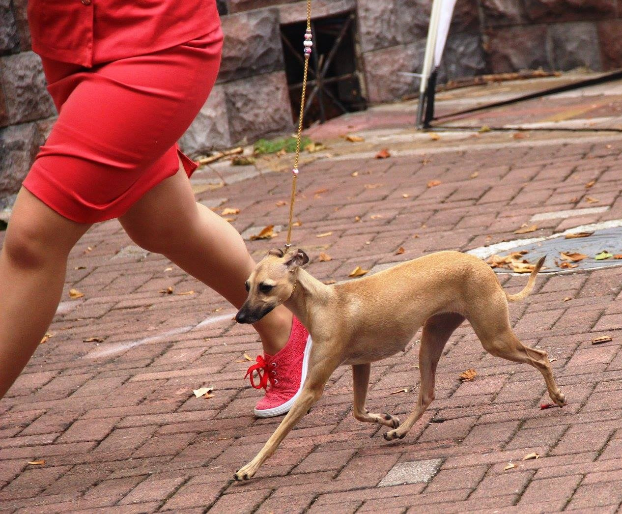 Организация монопородной выставки. Профессиональный питомник левреток РКФ/FCI ASTI SAPPHIRE 💎 Сочи|Санкт-Петербург
