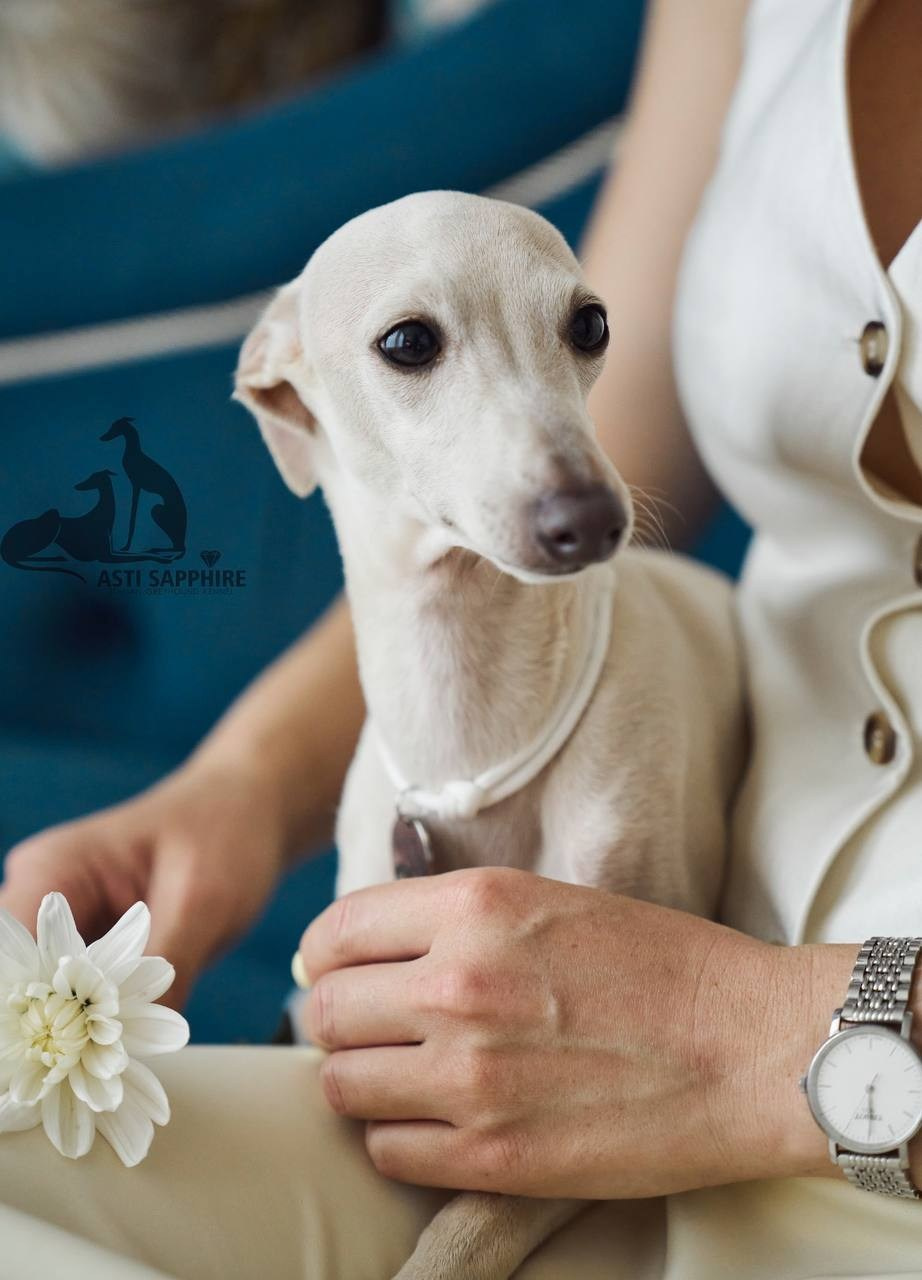 Asti Sapphire Yaasiina Laysan Cerulian. Профессиональный питомник левреток РКФ/FCI ASTI SAPPHIRE 💎 Сочи|Санкт-Петербург