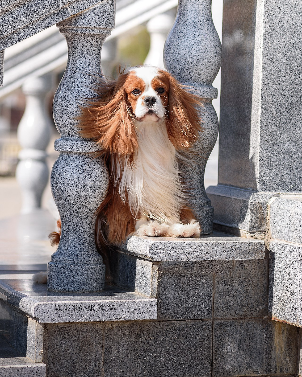Стив 15.05.2023. Фотограф анималист Благовещенск. Сафонова Виктория