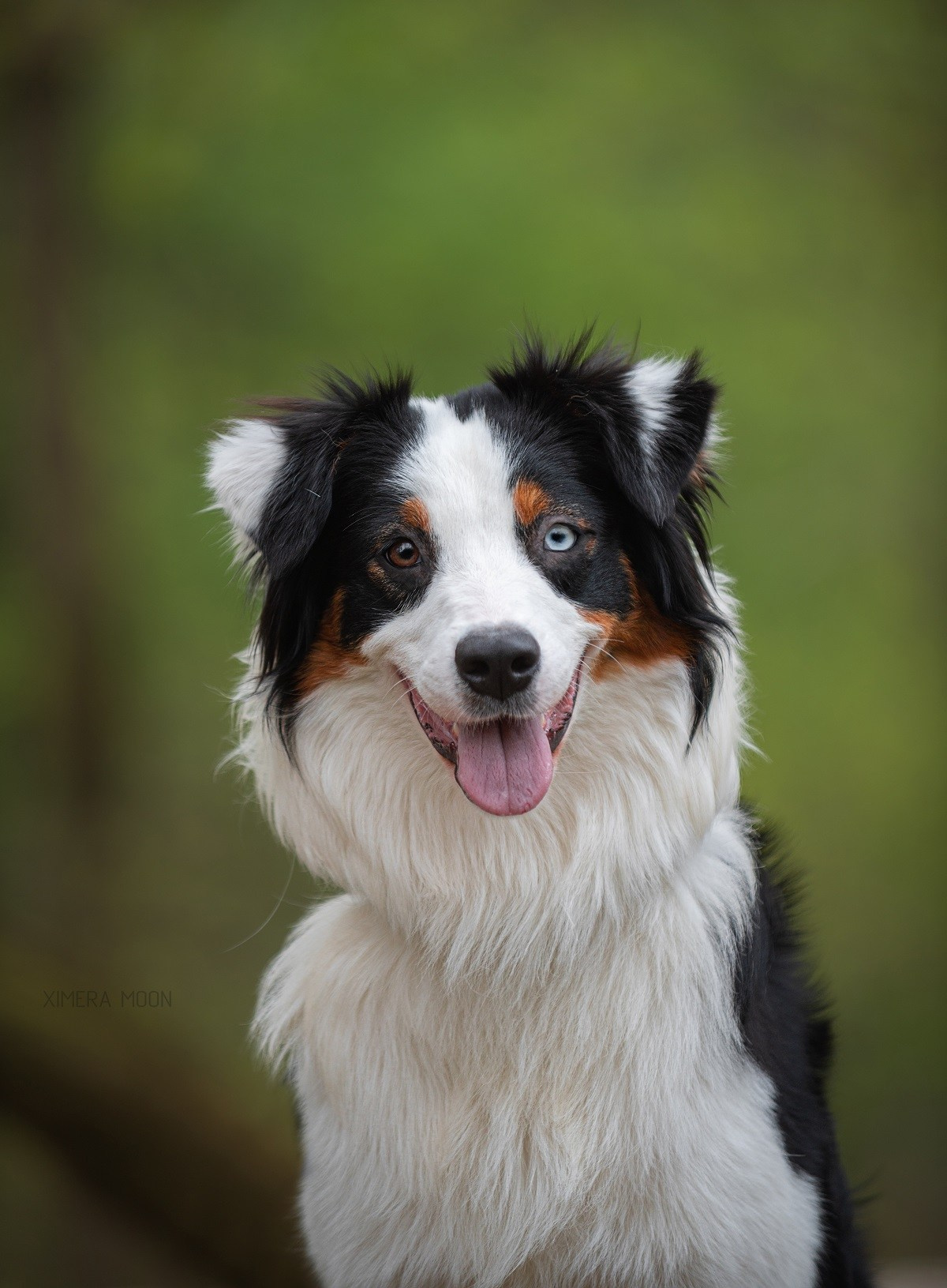 Синдра. BLGKV питомник собак