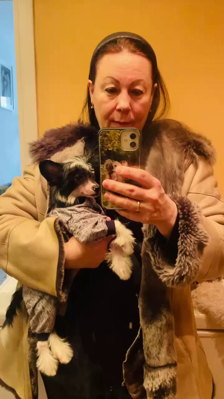 Дашенька уехала домой!. Питомник китайских хохлатых собак Poale Ell: купить щенка в питомнике