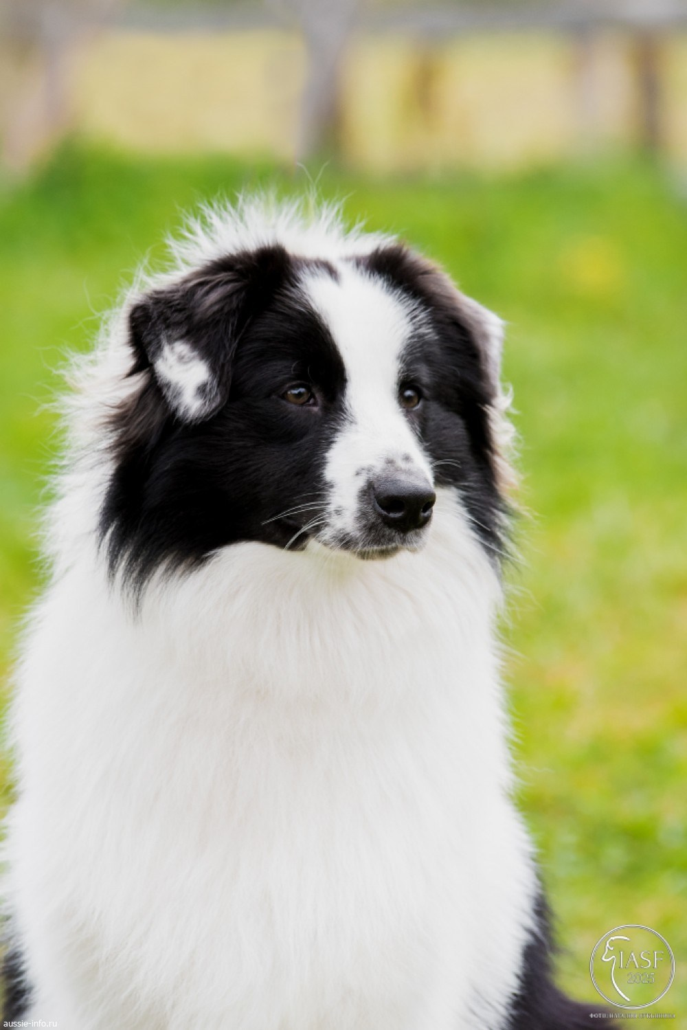 Карныш. BLGKV питомник собак