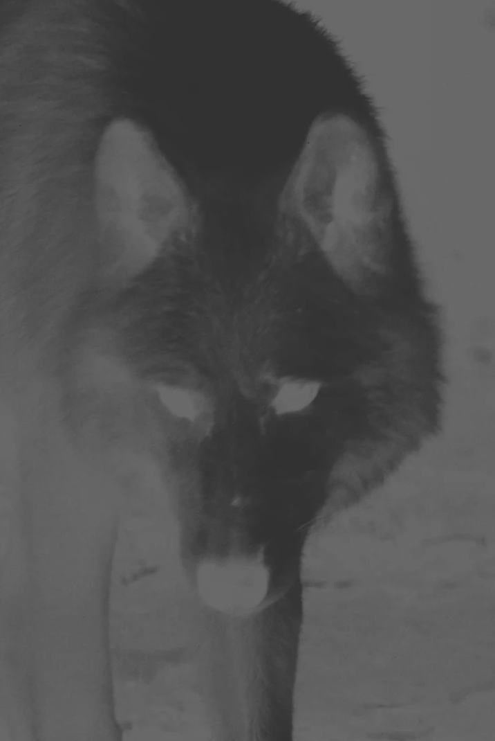 Проект Нанук Принс (Nanouk Prins) «Empty Forest». Private image