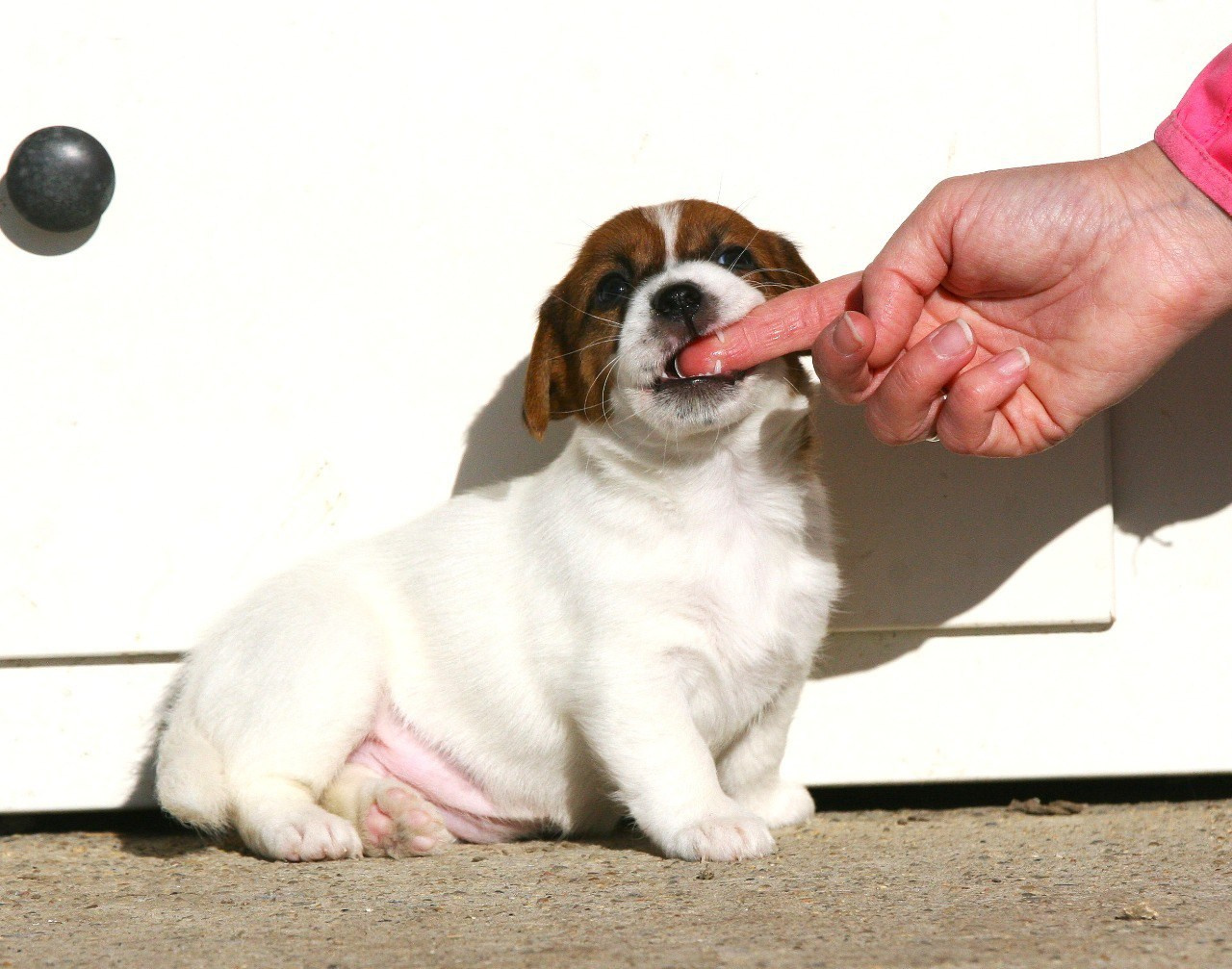 Сука 2. Lovely-Orange питомник джек рассел терьеров