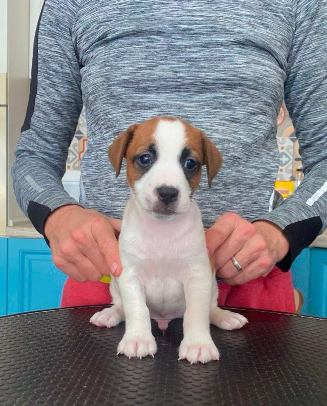 Кобель. Lovely-Orange питомник джек рассел терьеров