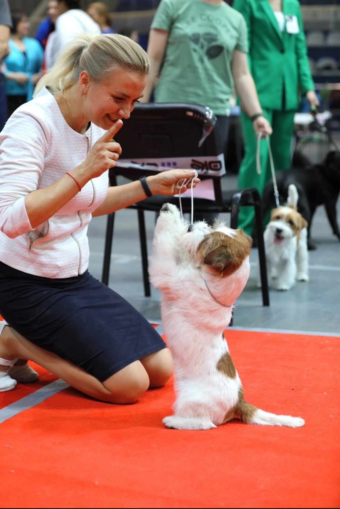 Lovely-Orange Kaizer. Lovely-Orange питомник джек рассел терьеров