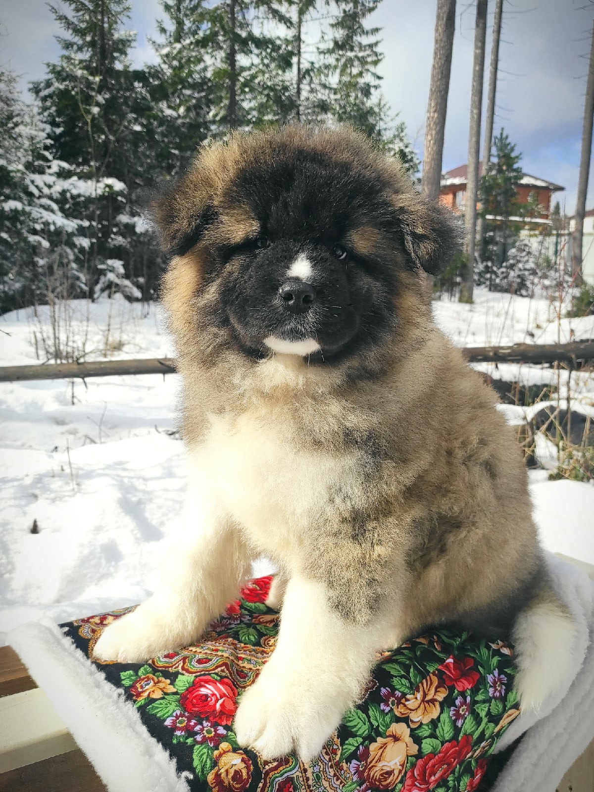 Американская акита щенки питомник