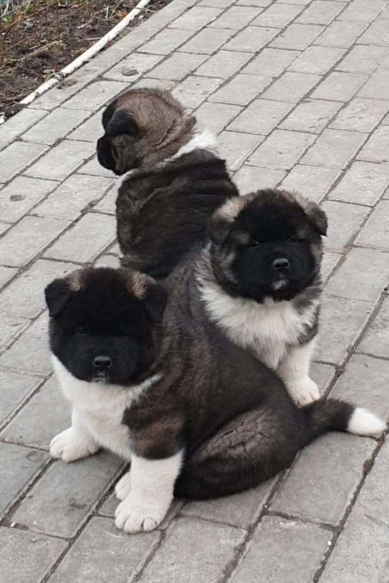 Triumf Sibiri Sting Shape of my Heart * Сэм  (Отец Zar Born To Be Famous Iz Ryzhei Stai , Мать Triumf Sibiri Dreams Come True)  Американская Акита кобель питомник RUBYLIGHT Санкт-Петербург