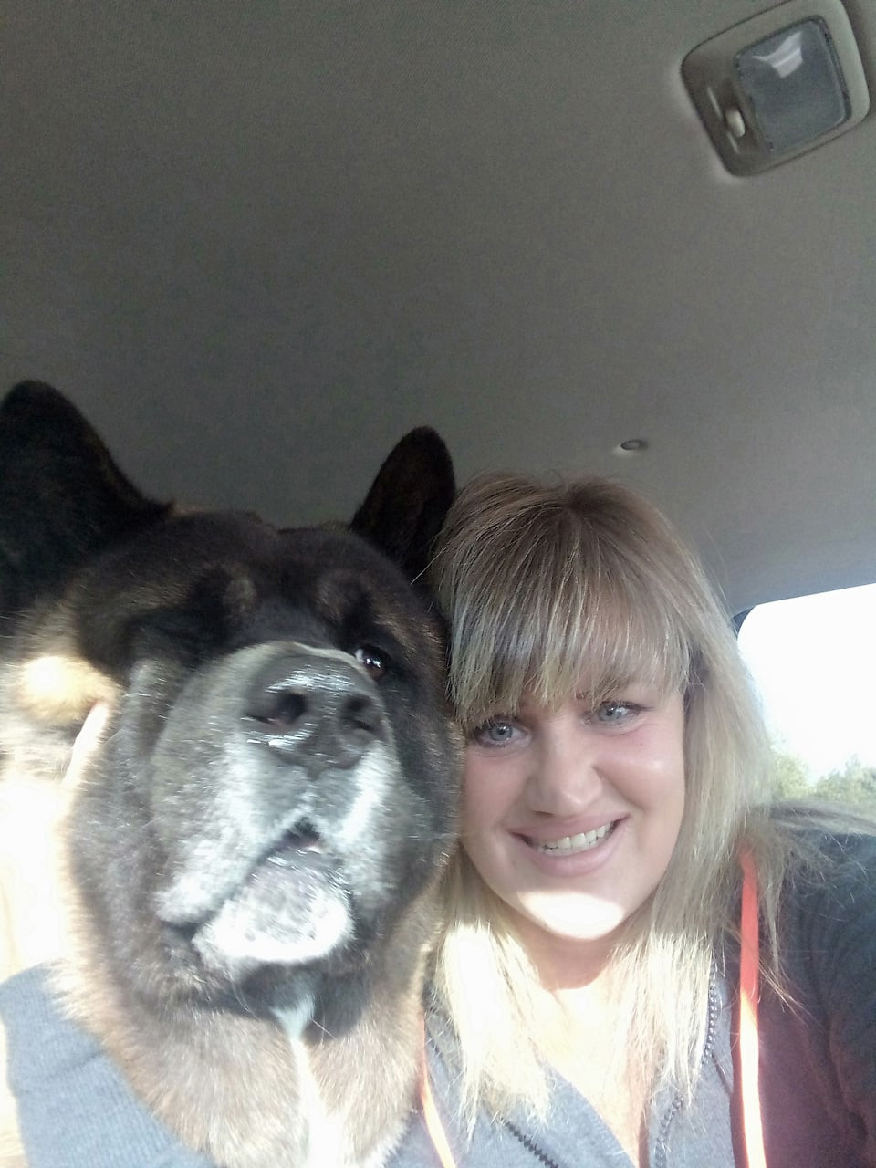 Американская акита питомник RUBYLIGHT. Американская акита I Сиба ину I Питомник RUBYLIGHT