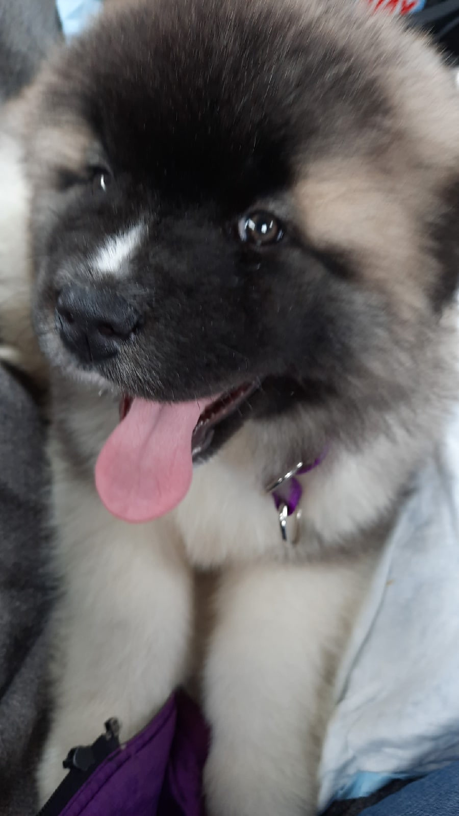 RUBYLIGHT HUGO * Хьюго ( Отец: Alter Real Mercury , Мать: RUBYLIGHT BIYA )