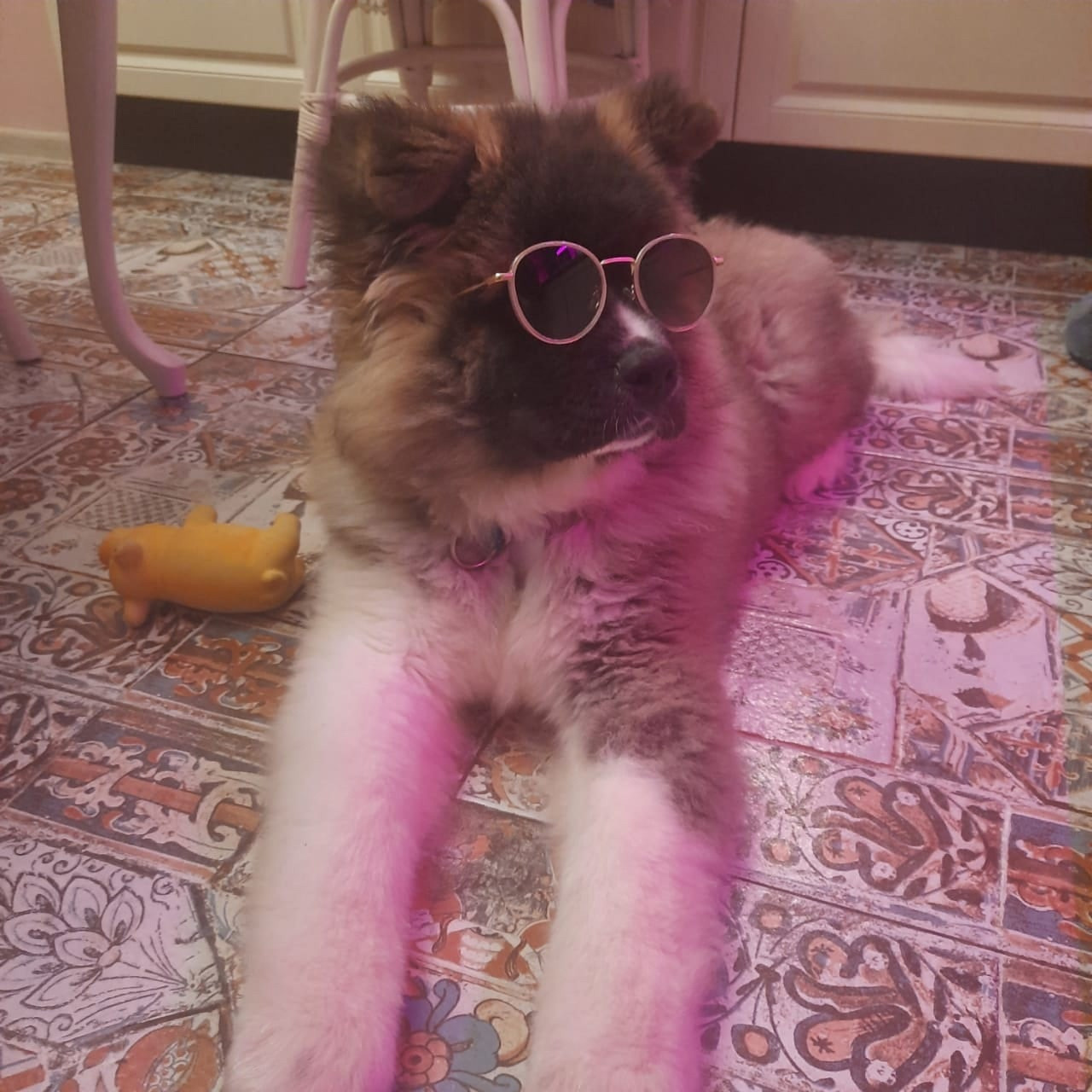 Американская акита щенки питомник