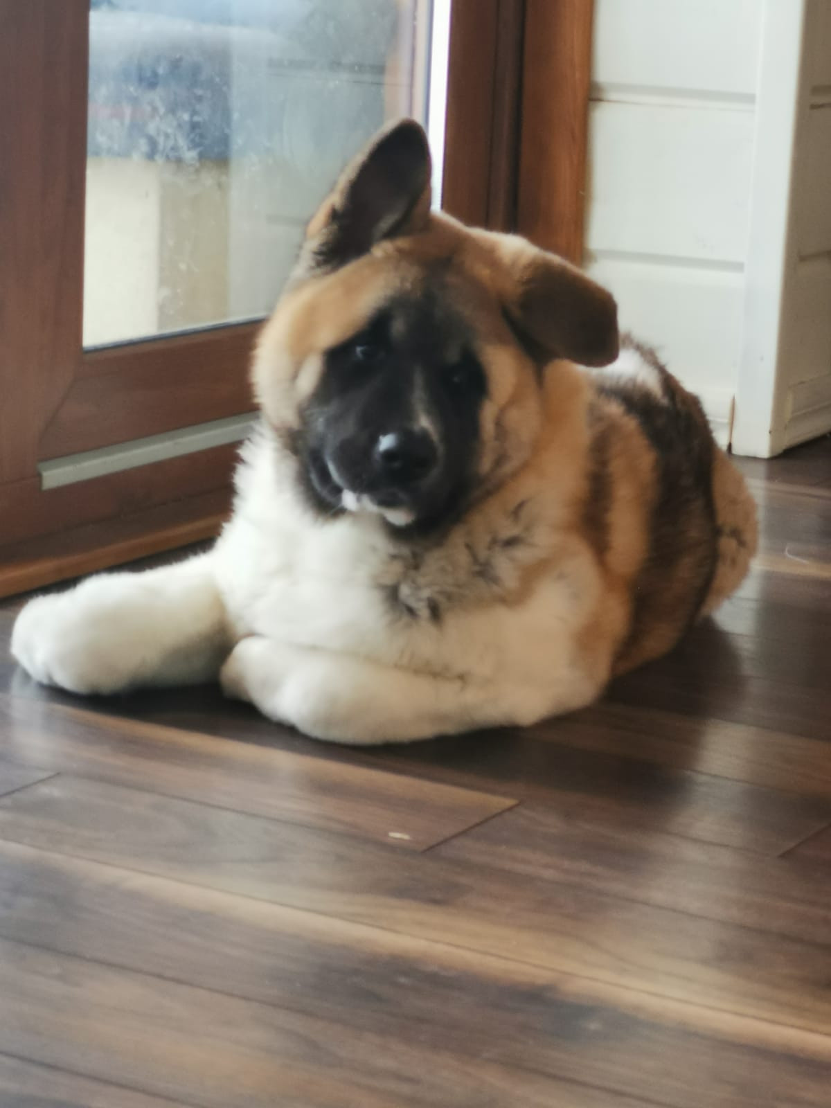 RUBYLIGHT GUCHI * Гуччи. AMERICAN AKITA RUBYLIGHT KENNEL I SHIBA-INU