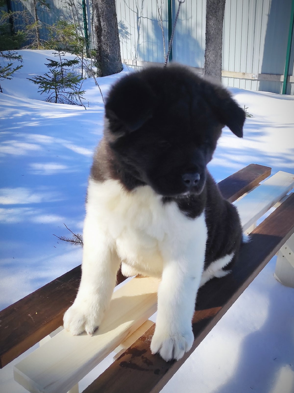 Американская акита щенки питомник