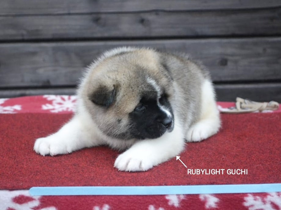 RUBYLIGHT GUCHI * Гуччи. AMERICAN AKITA RUBYLIGHT KENNEL I SHIBA-INU
