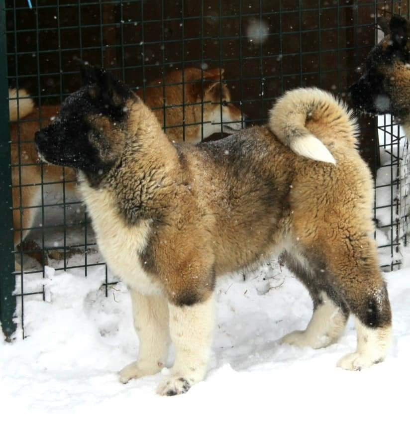 Triumf Sibiri Sting Shape of my Heart * Сэм  (Отец Zar Born To Be Famous Iz Ryzhei Stai , Мать Triumf Sibiri Dreams Come True)  Американская Акита кобель питомник RUBYLIGHT Санкт-Петербург