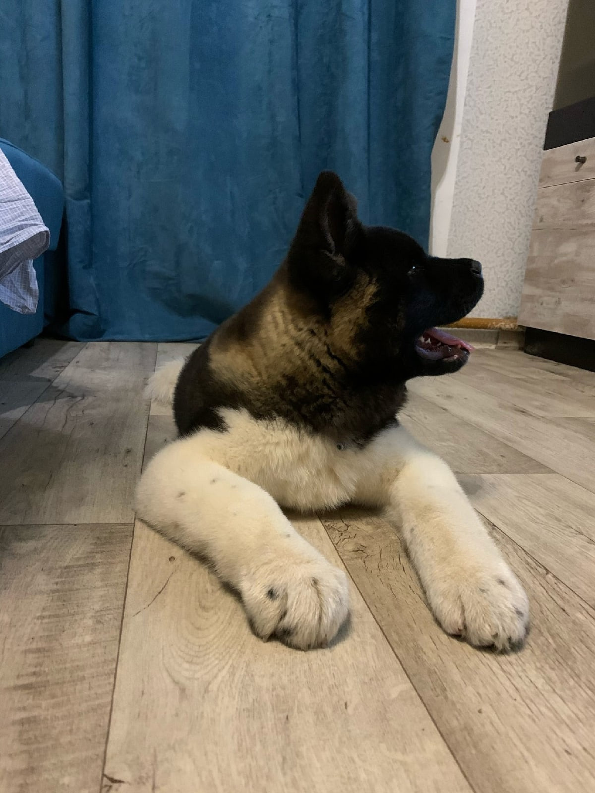 Американская акита щенки питомник