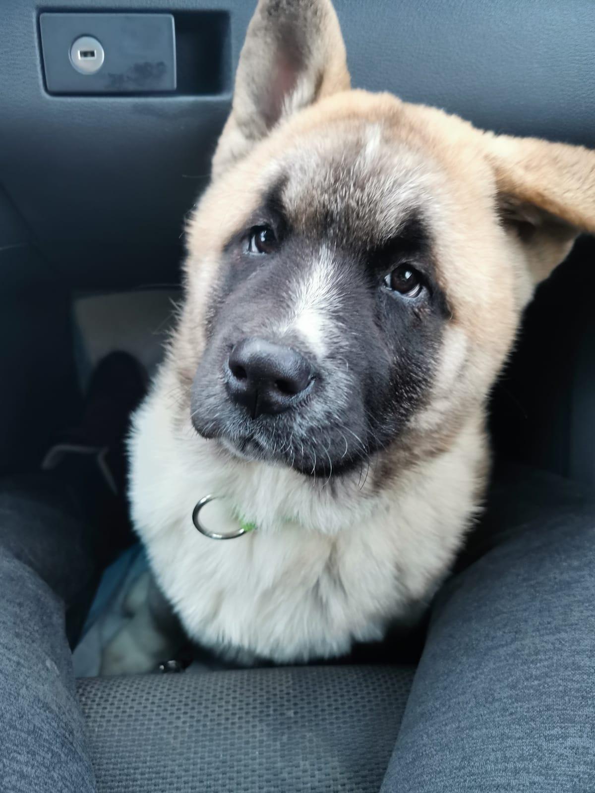 RUBYLIGHT GUCHI * Гуччи. AMERICAN AKITA RUBYLIGHT KENNEL I SHIBA-INU