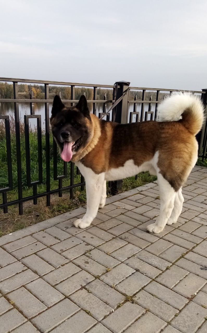 Американская акита питомник RUBYLIGHT. Американская акита I Сиба ину I Питомник RUBYLIGHT