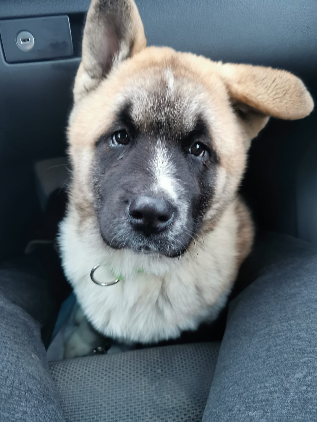 RUBYLIGHT GUCHI * Гуччи. AMERICAN AKITA RUBYLIGHT KENNEL I SHIBA-INU