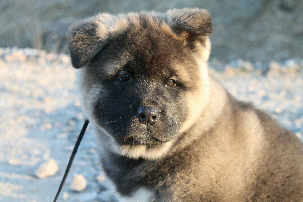 Американская акита питомник RUBYLIGHT. Американская акита I Сиба ину I Питомник RUBYLIGHT