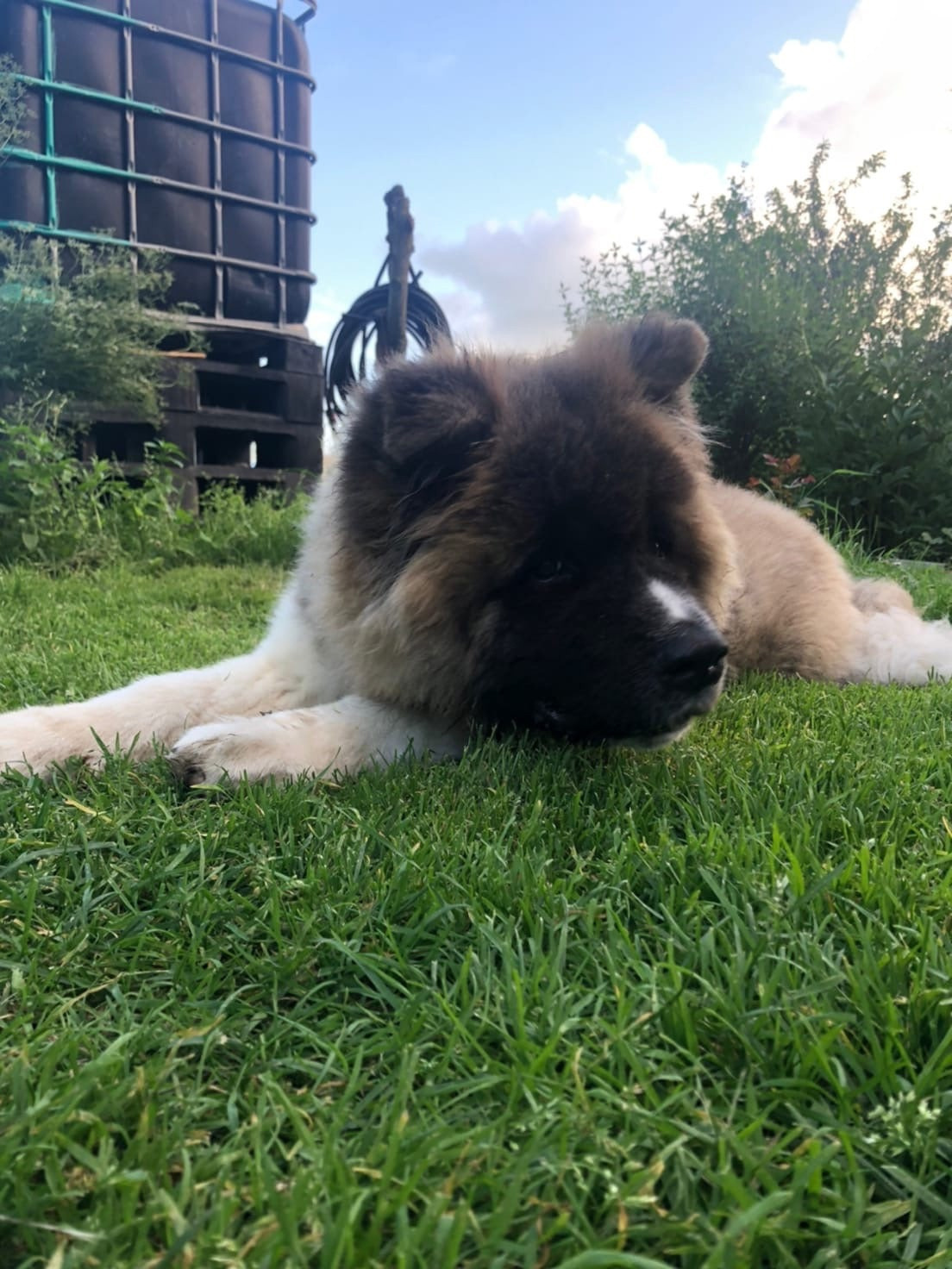 Американская акита щенки питомник