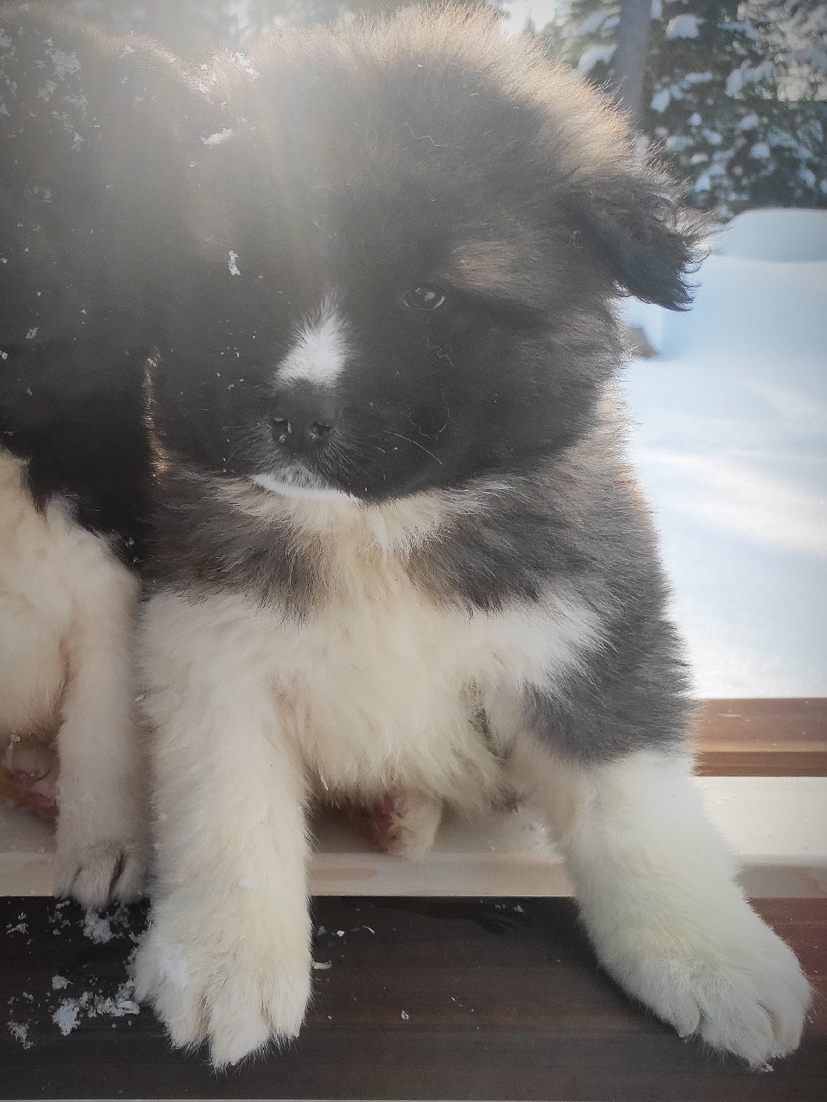 Американская акита щенки питомник