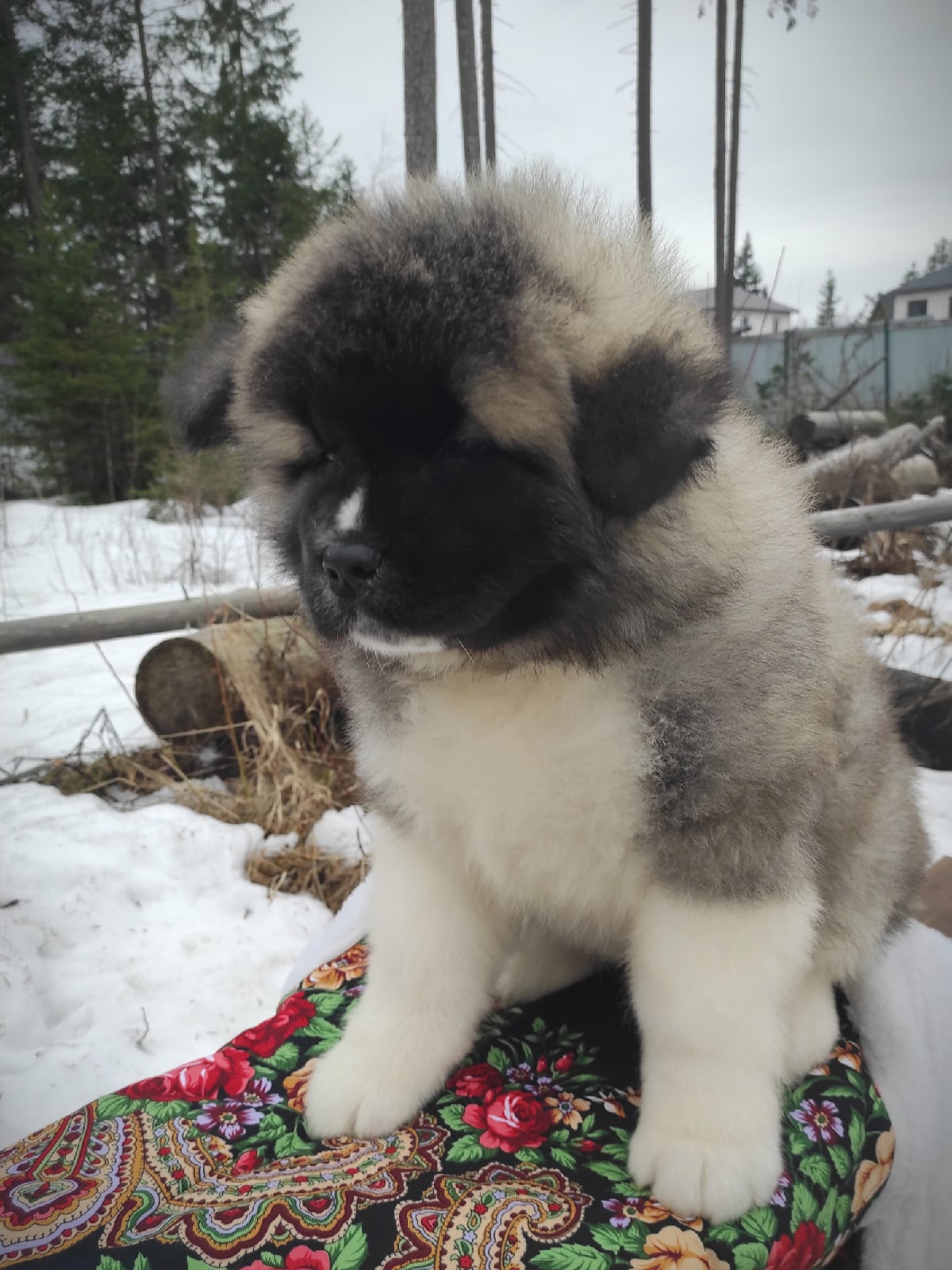 RUBYLIGHT HUGO * Хьюго ( Отец: Alter Real Mercury , Мать: RUBYLIGHT BIYA )