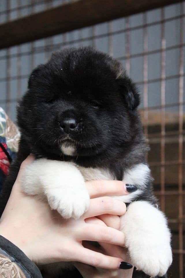 Triumf Sibiri Sting Shape of my Heart * Сэм  (Отец Zar Born To Be Famous Iz Ryzhei Stai , Мать Triumf Sibiri Dreams Come True)  Американская Акита кобель питомник RUBYLIGHT Санкт-Петербург