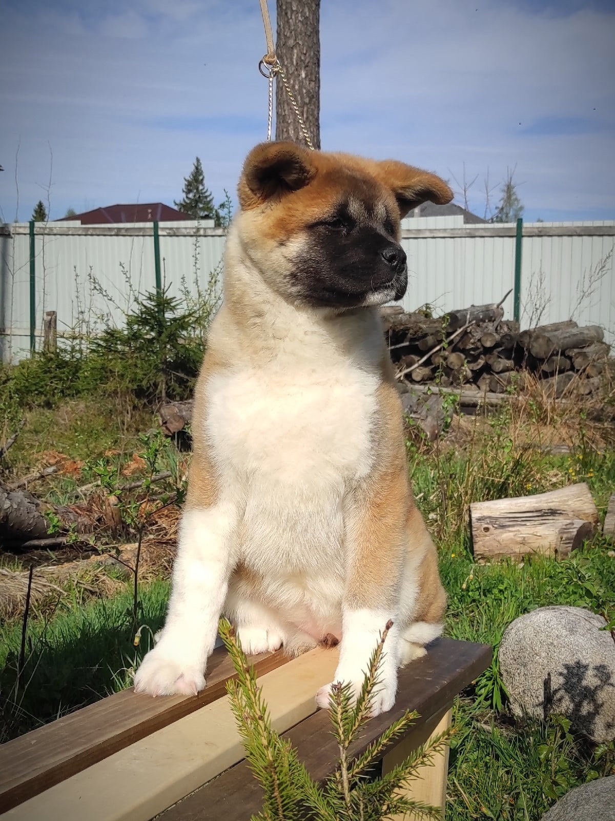 Помет Х дата рождения 21.01.2021 Отец: Alter Real Mercury , Мать: RUBYLIGHT BIYA