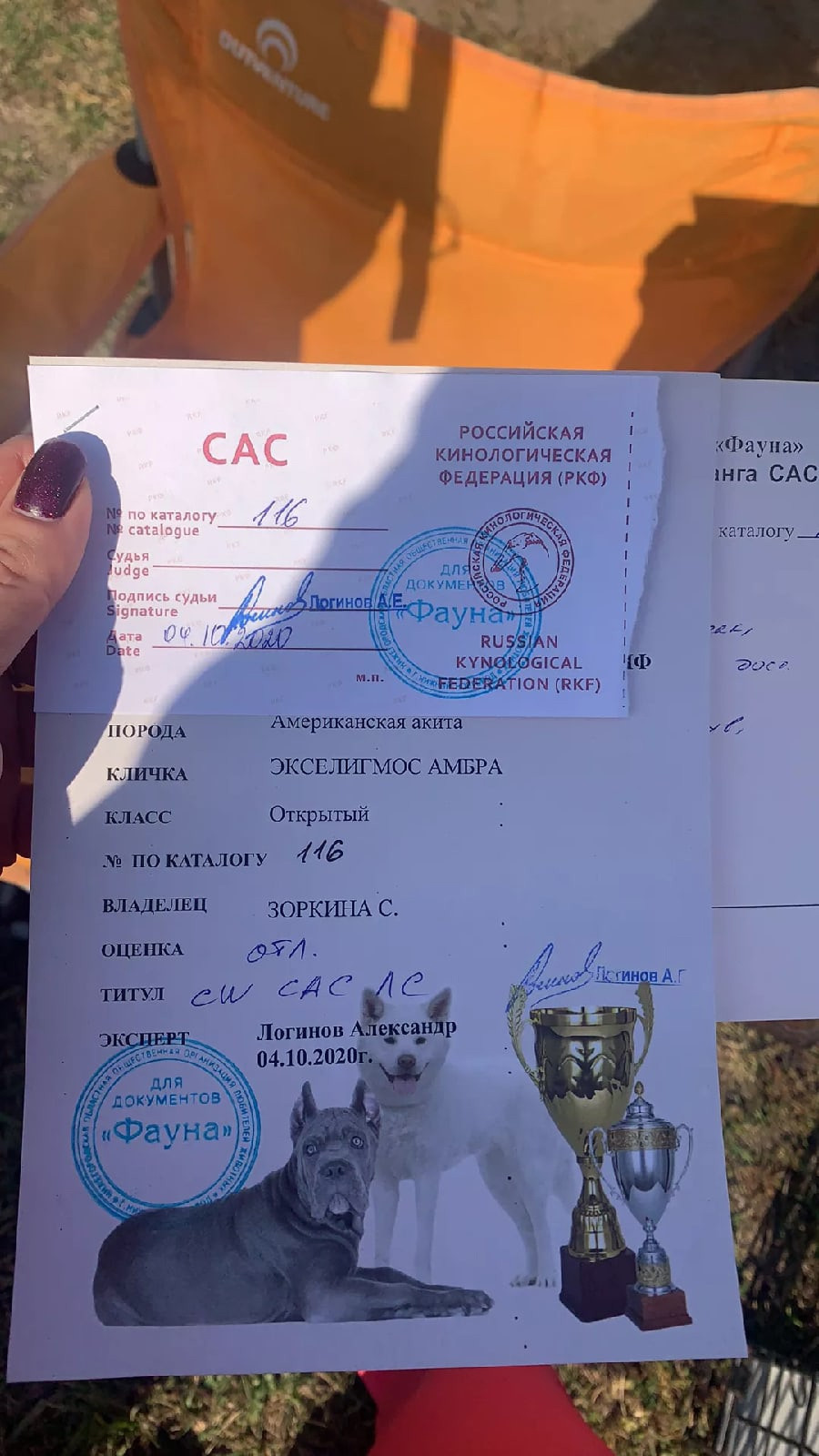 Exceligmos Ambra (Отец: Neypir Dzhemerdzhi GreatМать: Wild Rose) Американская Акита питомник RUBYLIGHT Санкт-Петербург