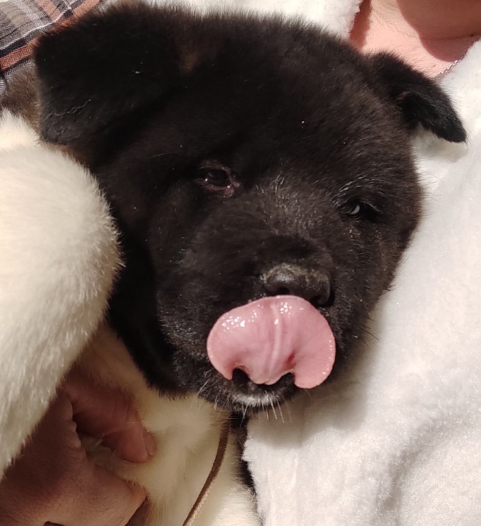 Американская акита щенки питомник