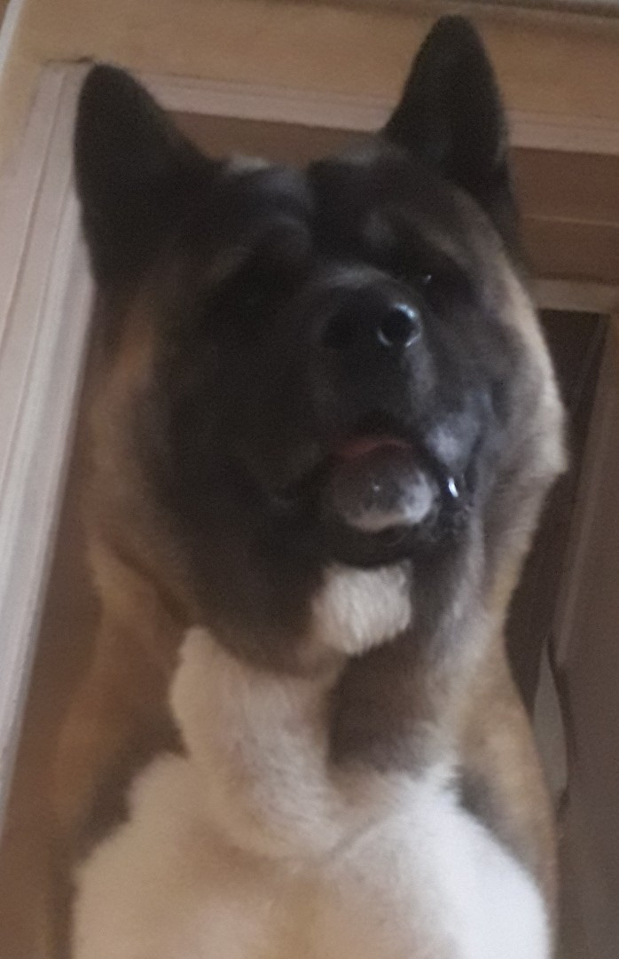 Американская акита питомник RUBYLIGHT. Американская акита I Сиба ину I Питомник RUBYLIGHT