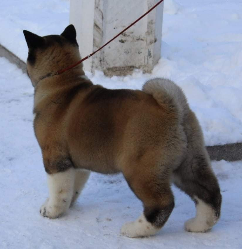 Triumf Sibiri Sting Shape of my Heart * Сэм  (Отец Zar Born To Be Famous Iz Ryzhei Stai , Мать Triumf Sibiri Dreams Come True)  Американская Акита кобель питомник RUBYLIGHT Санкт-Петербург