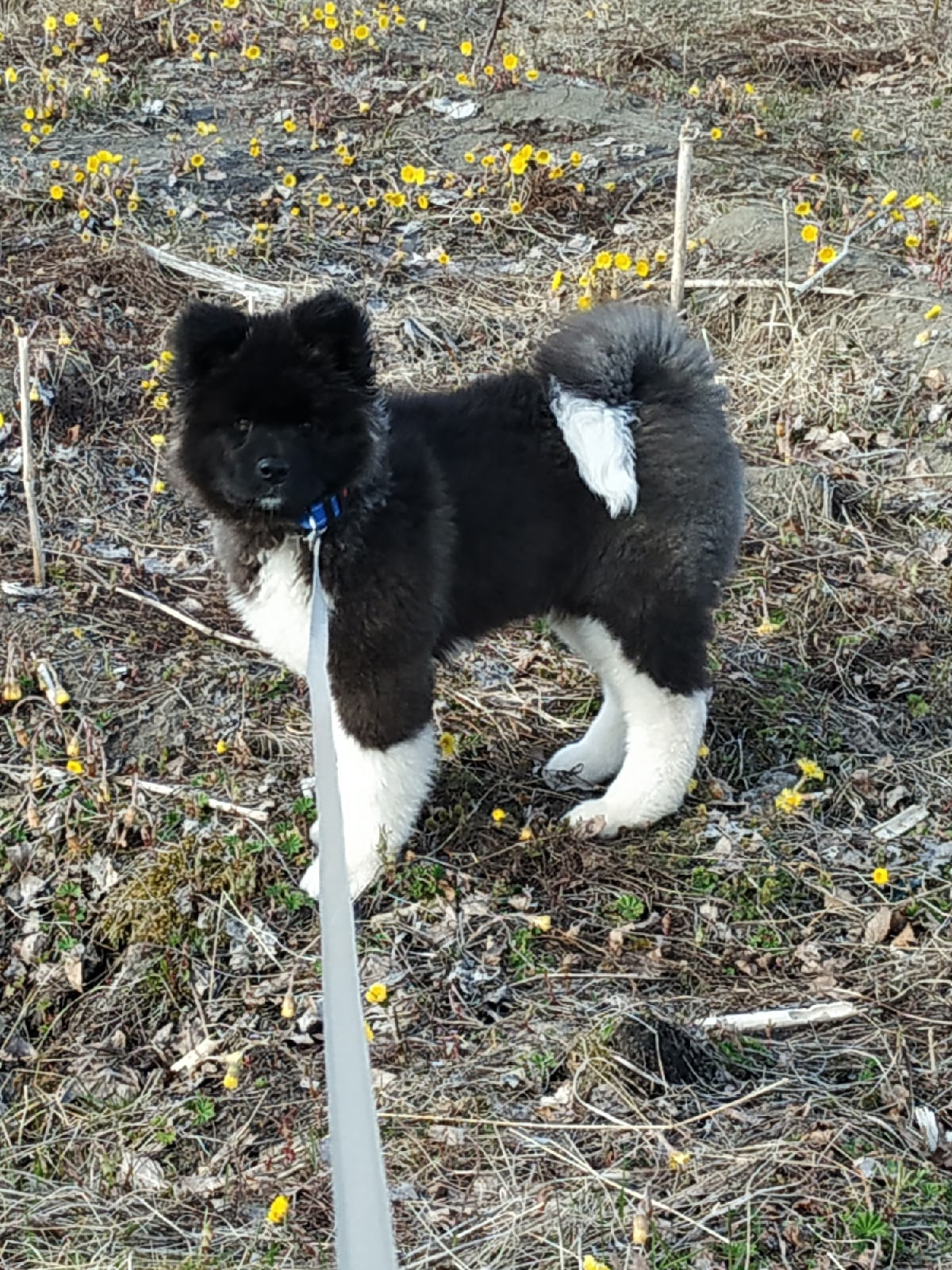 Американская акита щенки питомник